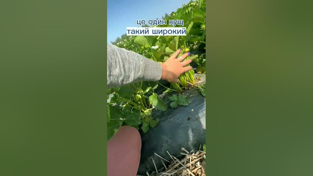 Дворічний кущ полуниці #полуниця #плантація #саджанці #фермериукраїни ...