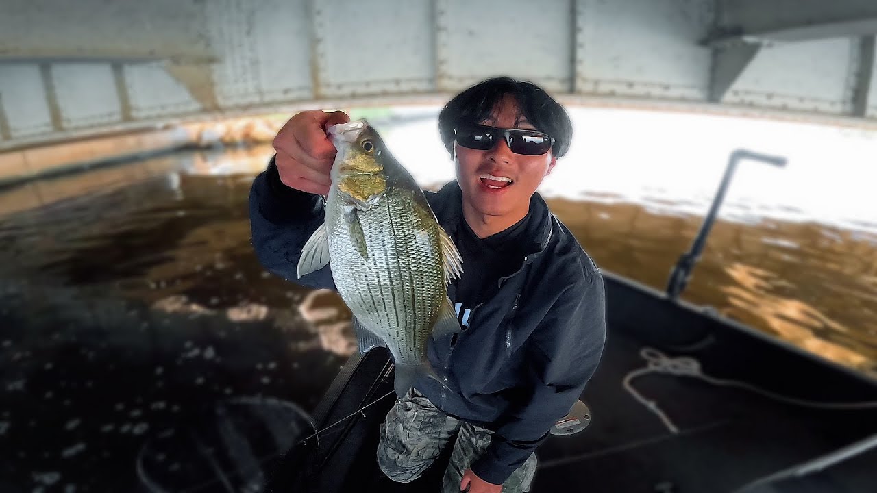 Finding Schools of White Bass Right before Sun Down (2 Big Fish Alert!)