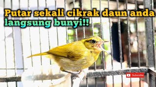 Pancingan Bunyi Pare pare langsung nyaut