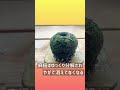 【保存版】土の用意不要😆誰でも簡単に作れちゃう♪驚きの作り方を伝授‼️ 🌱 How to Make a Moss Ball