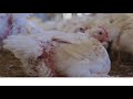Revealing the truth about meat chickens