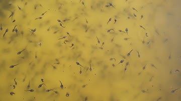 Cách Xử Lý Nước Bể Ươm Nòng Nọc Khi Bị Chết Tảo