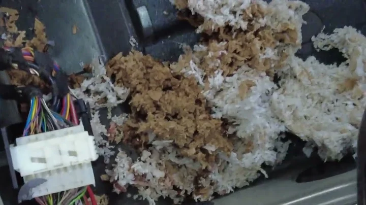 You Won't Believe What These Mice JUST DID to a Porsche 911!