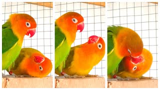 🦜 African Love Birds' Beak-to-Beak Romance! ❤️🪶🌺🌿 | Mating Calls & Breeding Season Magic