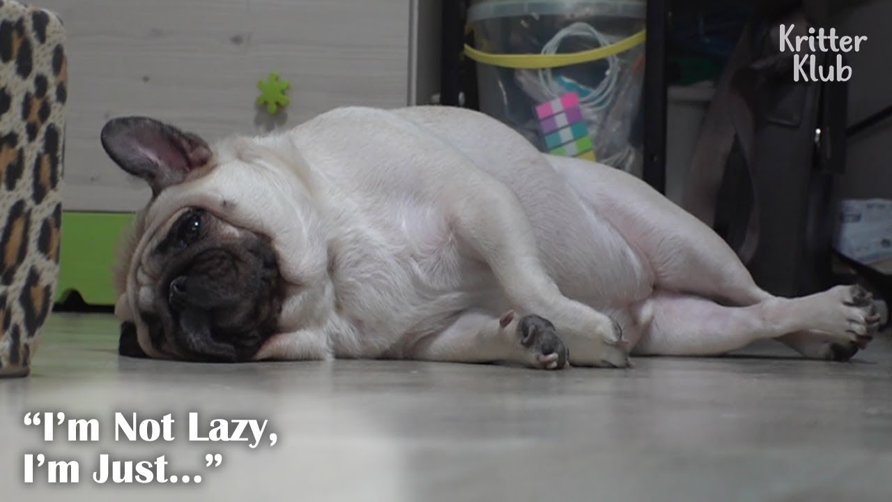 Жирный Пуг Тэсик Редко Ест, Но Все Еще Страдает Ожирением (Часть 1) | Криттер Клуб