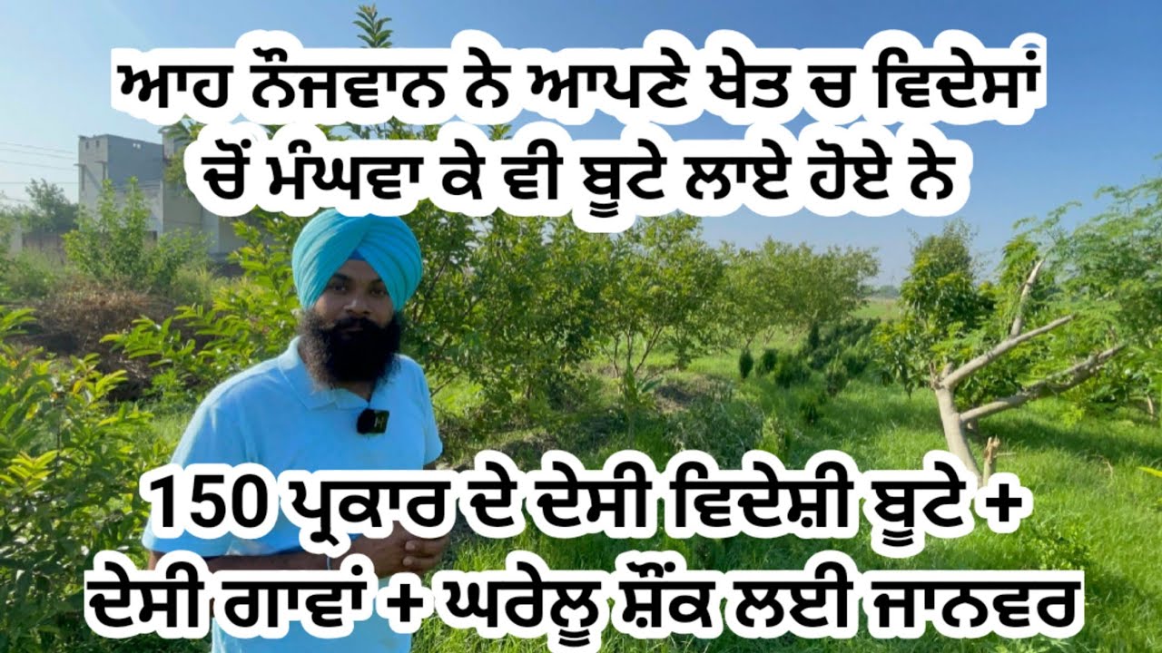 ⁣ਮੁੰਡੇ ਨੇ ਕਮਾਲ ਕੀਤੀ ਪਈ ਆ 2500 ਰੁਪਏ ਦਾ ਬੂਟਾ ਥਾਈਲੈਂਡ ਤੋਂ ਮੰਗਵਾ ਕੇ ਆਪਣੇ ਖੇਤ ਚ ਲਗਾਇਆ। ਵਿਦੇਸ਼ੀ ਪੌਦੇ ਦੇਖੋ