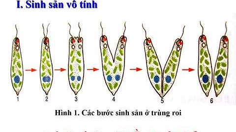 Taại sao sinh sản hữu tính lại tiến hóa nhất năm 2024