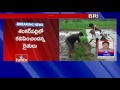 Tiger spotted in farm in Rangareddy district