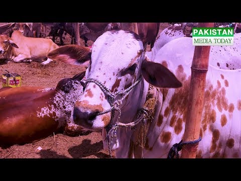 cow-mandi-2017-latest-rates-update-&-bargaining-of-small--medium-cows-for-eid-ul-adha-2017-|-part-3