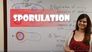 Endospore Formation (Sporulation)