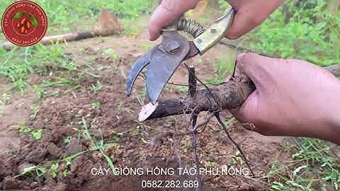 HƯỚNG DẪN KỸ THUẬT TRỒNG CÂY HỒNG TÁO RỄ TRẦN || Phú Nông-0582.282.689