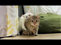 遊んでほしくて後輩猫にうざ絡みする猫