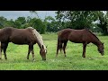 Neighbor Horse Belle Gets A Sleepover With Buddy - Explaining What &quot;Hair Up Your Butt&quot; Means