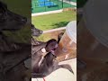 Clingy dog#dog#dogvideos #funnydog#fyp