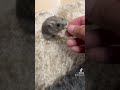 耳ペタの瞬間を捉えました。#ハムスター #hamster #ハムスターのいる生活 #かわいい #ペット #小動物