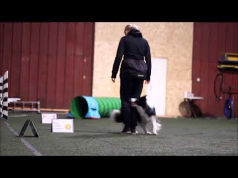 Video: Kuidas õpetada oma koera koos teiste koertega
