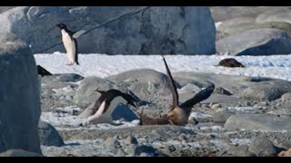 Antarctic thief gull mercilessly attacks a penguin chick