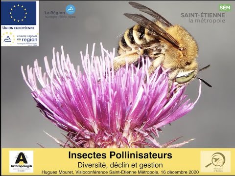 Vidéo: Contrôle des abeilles nourricières pour colibris : Éloigner les abeilles des mangeoires pour colibris