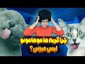 راز لیس زدن گربه ها به موهای سرپرستشان عشق یا عادت گربه ها حیوانات خانگی 