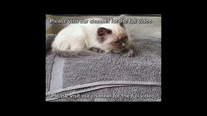 Video 7485061: siberian cat, cat kitten, cute little kitty, cat cross