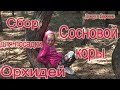 Сбор сосновой коры для посадки орхидей ! Сосновая кора!!!