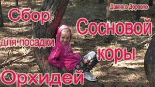 видео Кора сосновая