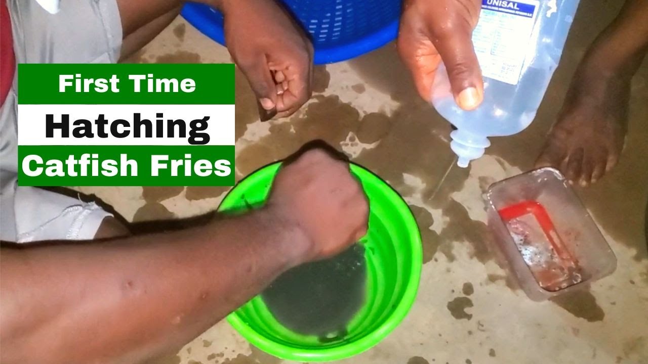 First Time Hatching Catfish Fries On A 20,000 Capacity RAS Farm - YouTube