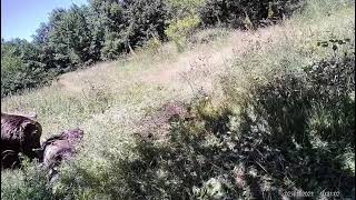 Hayran Olacağınız Fotokapan Görüntüleri. Dev Boz Ayı, Kurt Ve Kangal I