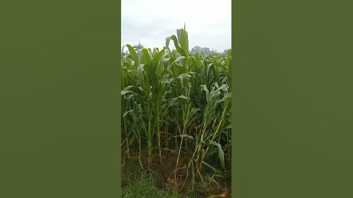 salah satu pentingnya menata pola tanam yang benar #petanijagung #fypシ゚viral #fypyoutube #fyp