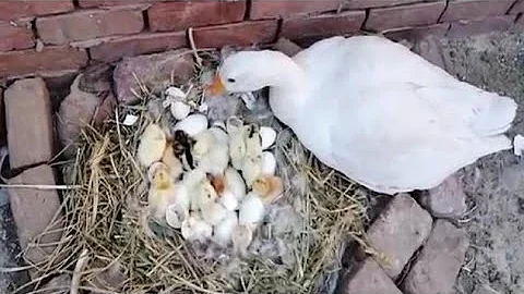 鸡蛋和鹅蛋一起被大鹅孵化，大鹅看到小鸡🐣后，结局太意外了 - 天天要闻