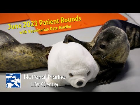 NMLC Patient Rounds - June 2023