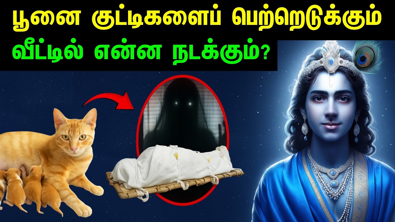 பூனை குட்டி போடும் வீட்டில் நடக்கும் அதிசயம்! | Lakshmi Devi Blessing | Cat Astrology in Tamil