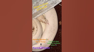 Maternal Incubation- Season 3 - Karma Clutch : Halfway through (27day and counting) #pets #snake