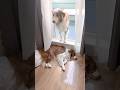 またまた通れなくて一生懸命助けを求める犬が可愛い😂【オーストラリアンシェパード・ボーダーコリー】