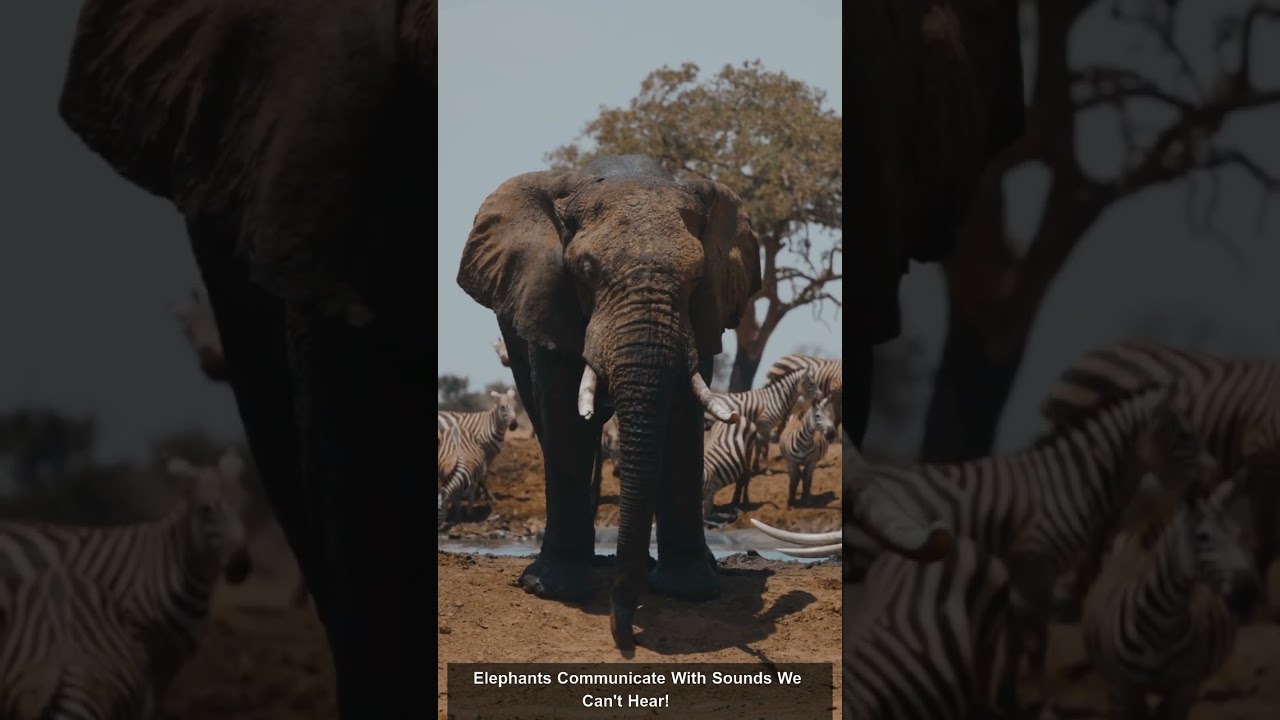 5 Animal Senses That Put Humans to Shame! 🦇