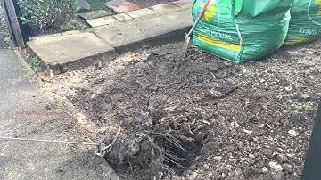 Tree stump removal with winch