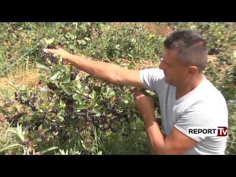 Video: Rritja e një peizazhi bimor: Bimë medicinale për peizazh