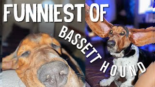 FUNNIEST OF MY BASSET HOUND | 2023 Recap by Alpha Aussies 184 views 2 months ago 3 minutes, 51 seconds