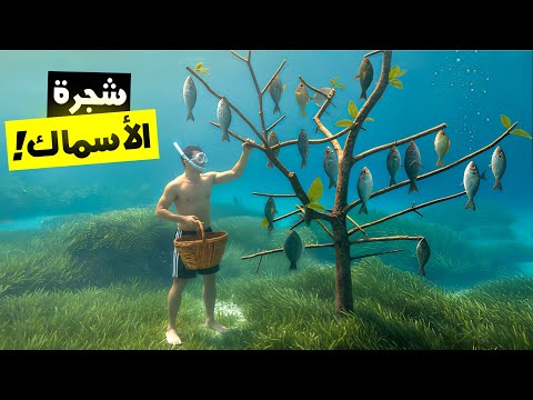زرعت شجرة في أعماق البحر تنتج الأسماك بدل الفواكه
