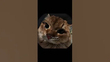 الاغنية الشهيرة Obsessed مترجمة Tiktok Trending Editlyrics Lyrics Cat Cutecats 