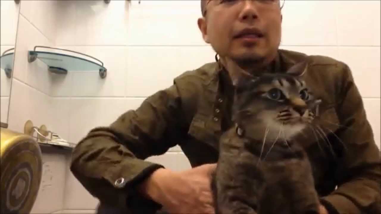ねこのブラッシング Cat Grooming YouTube