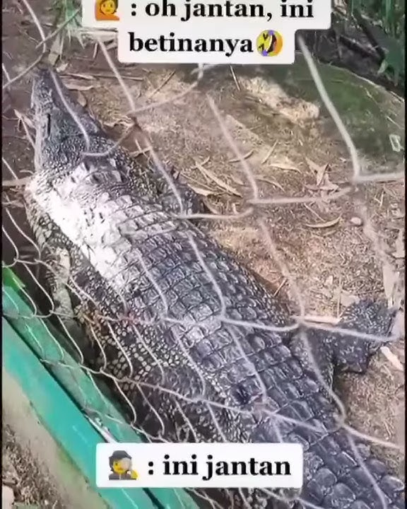 Story wa.. Buaya betina