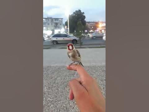#щегол звук шегол.. голос шегол... звук шегол... - YouTube