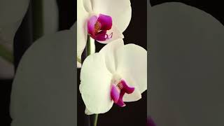 6 простых правил для выращивания орхидей и будут постоянно цвести #shorts