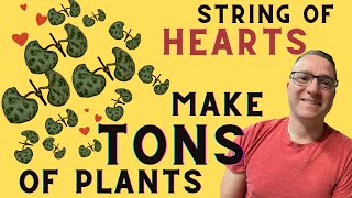 String of Hearts Propagation - The most EFFICIENT method! by Ohio Tropics Houseplant Care 33,944 views 2 years ago 11 minutes, 1 second