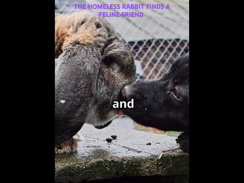 HOMELESS RABBIT FINDS