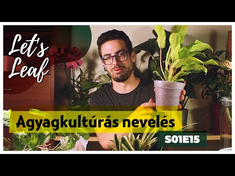 Szobanövény nevelés agyaggolyós közegben | Hidrokultúra | #LetsLeaf