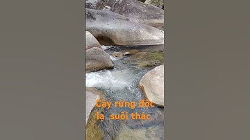 Cây Rừng Độc Lạ Suối Thác.l Sinh Tồn Tây Nguyên.