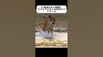 見逃せない瞬間！ 　ワニとライオンの命がけバトル！ #ワニvsライオン #野生の掟 #頂上決戦 #母の強さ #衝撃映像