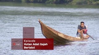 Di Balik Layar Insight with Desi Anwar episode Kampung Gajah Bertalut
